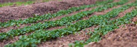 Schéma explicatif du semis en ligne et de l'espacement des plants de Mizuna