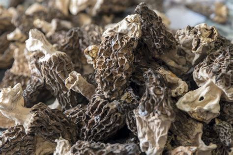 morilles dans un sous-bois
