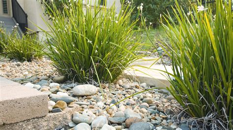 Schéma d'un bassin de jardin entouré de galets de différentes tailles