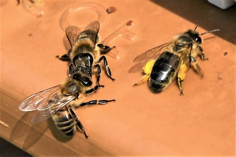 Grains de pollen sur les pattes d'une abeille butineuse