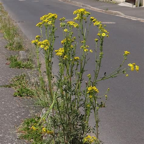 Séneçon du Cap en bordure d'autoroute