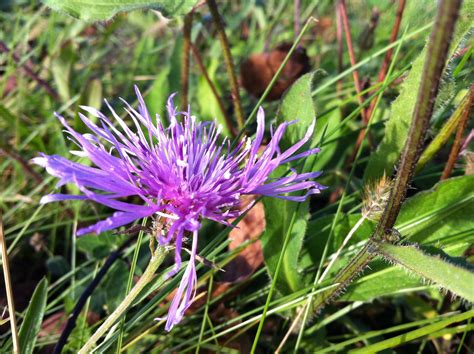 Détail botanique d'une fleur sauvage de bord de route