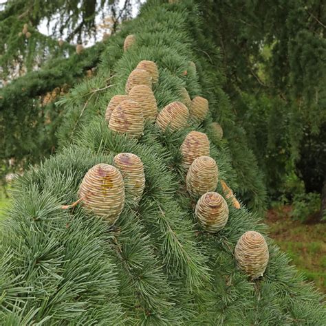 Cedrus atlantica en bonsaï