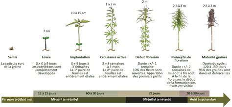 Schéma illustrant les différentes étapes de culture du chanvre CBD, de la bouture à la floraison