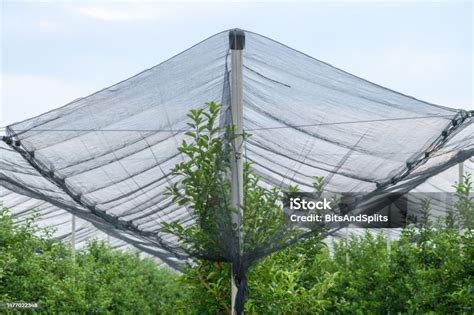 Filets de protection contre les insectes dans un verger
