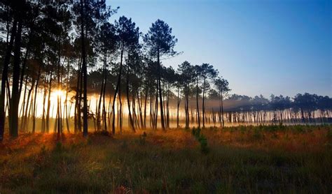 paysage verdoyant dans les Landes au printemps