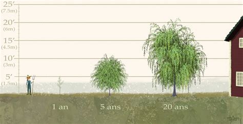 Schéma montrant le système racinaire étendu d'un saule pleureur près d'un point d'eau