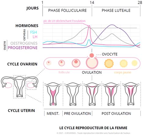 Schéma simplifié du cycle menstruel : de la libération de l'ovule à l'implantation dans l'endomètre