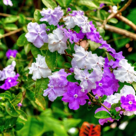 Fleurs de Brunfelsia montrant les trois couleurs