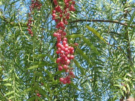 Grappes de baies roses sur un arbre Schinus