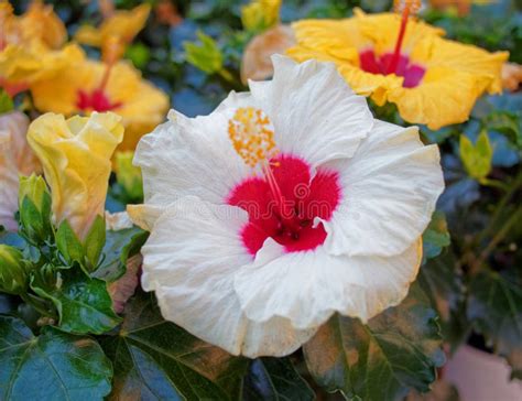 fleurs d'hibiscus colorées dans un jardin tropical