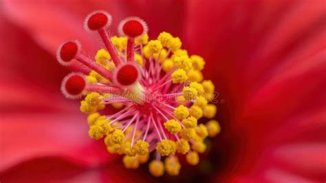 gros plan sur le pistil et les étamines d'une fleur d'hibiscus