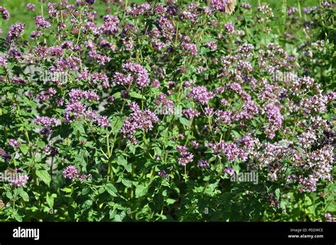 Champ d'origan en fleurs