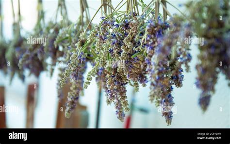 Séchage des bouquets d'origan suspendus