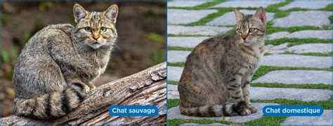 Schéma illustrant la différence morphologique entre le chèvrefeuille des bois sauvage et le camérisier comestible