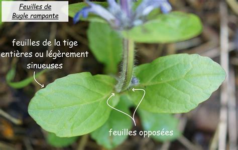 Photo macro montrant les feuilles opposées et les fleurs précoces du camérisier bleu