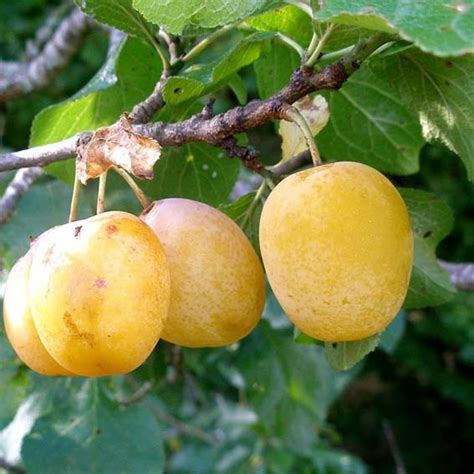 Illustration détaillée de l'arbre Prunier Reine Claude d'Oullins et de ses fruits