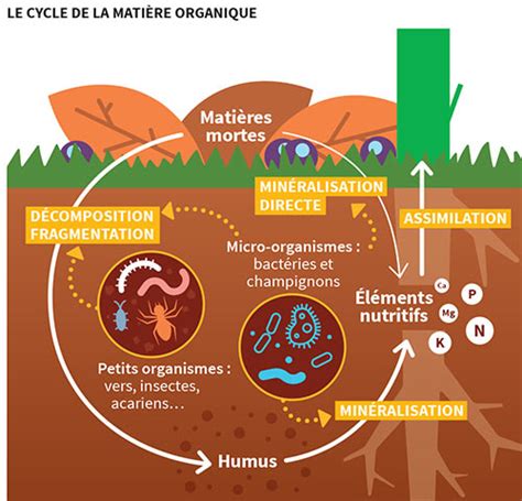 Diagramme du cycle de décomposition des matières organiques dans le sol