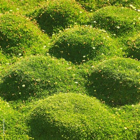 Tapis de Sagine dorée dans un jardin japonais