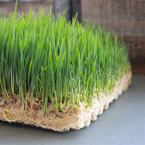 Herbe de blé en hydroculture