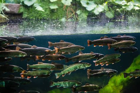 Photo de truites arc-en-ciel en bassin