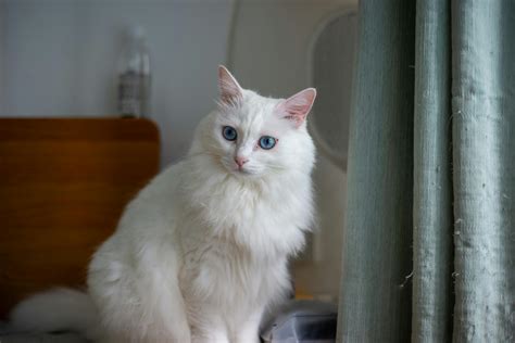 Un Angora Turc élégant dans un environnement domestique confortable