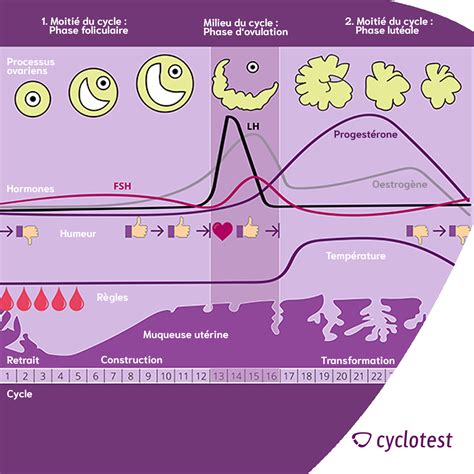 Schéma illustrant le cycle hormonal féminin et l'influence des plantes