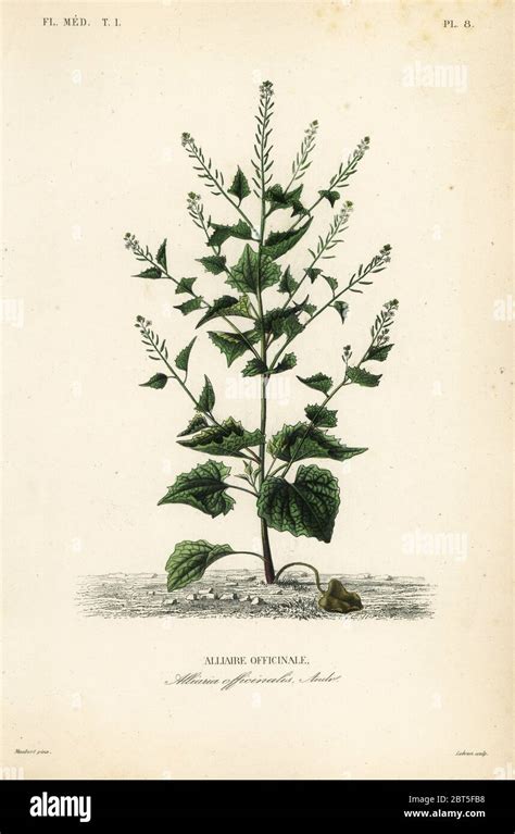Illustration botanique de l'alliaire officinale montrant ses feuilles en rosette et ses fleurs blanches caractéristiques