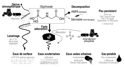 Schéma illustrant le mécanisme d'action du glyphosate sur les cellules végétales et sa toxicité potentielle pour les mammifères