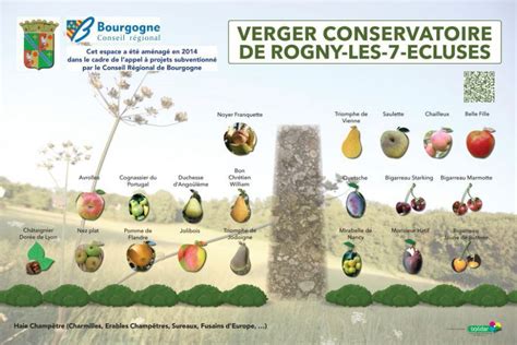 Portrait d'un verger conservatoire diversifié illustrant la richesse de la biodiversité fruitière
