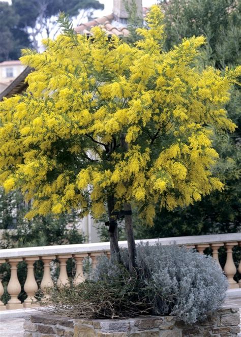 Arbuste de mimosa en pleine floraison