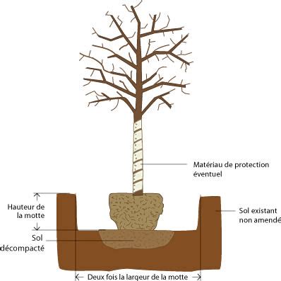 Schéma d'une fosse de plantation pour un arbuste