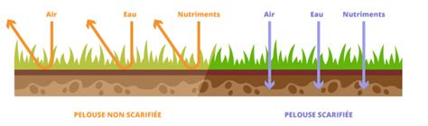 Schéma illustrant l'accumulation de feutrage et de mousse dans une pelouse avant et après passage du râteau scarificateur