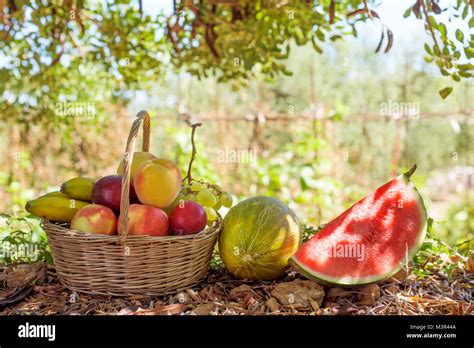 Panier de fruits fraîchement cueillis