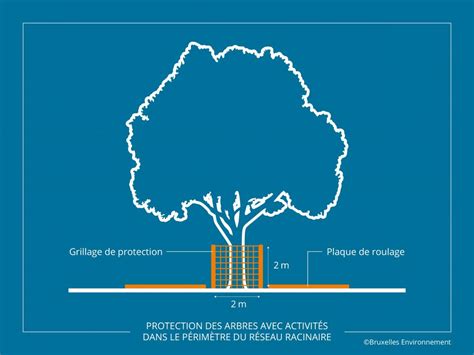 Infographie comparant les méthodes de protection racinaire pour l'expédition