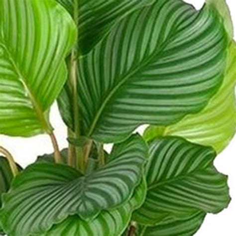 Calathea orbifolia avec ses feuilles rayées
