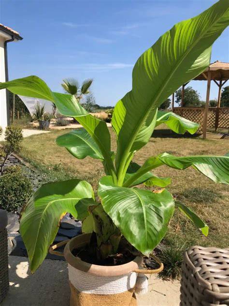 Bananier Dwarf Cavendish en pot