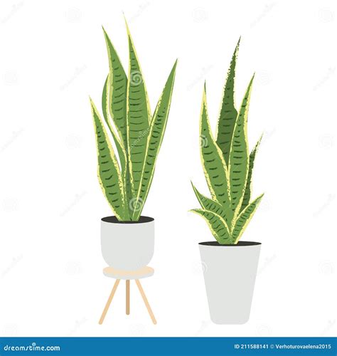 Sansevieria trifasciata dans un pot moderne