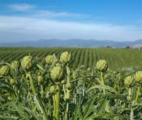 Champ d'artichauts en fleur