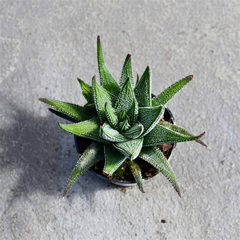 Haworthia fasciata avec ses bandes blanches