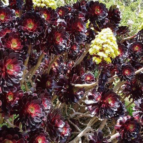 Aeonium arboreum 'Atropurpureum' aux rosettes sombres