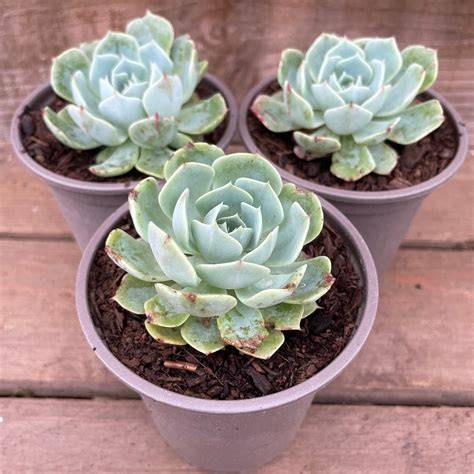 Echeveria glauca en rosette