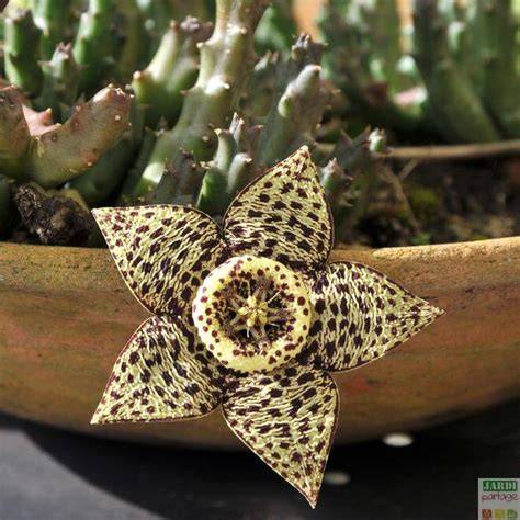 Stapelia variegata avec ses fleurs étoilées