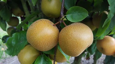 Assortiment de fruits nashi de différentes variétés
