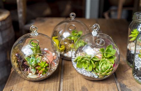 Plantes grasses et cactus dans un terrarium