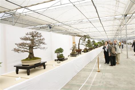 Intérieur de L'ATELIER DUBONSAI avec une large gamme de Bonsaï