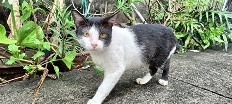 Chat explorant un jardin avec curiosité