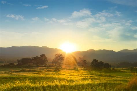 une succulente au lever du soleil symbolisant la résilience