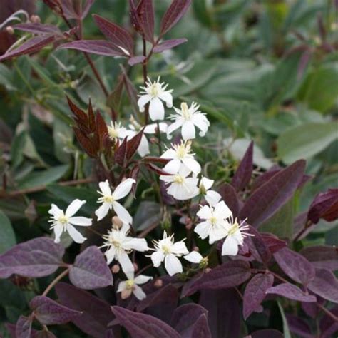 Clématite Dressée 'Purpurea' avec son feuillage pourpre distinctif