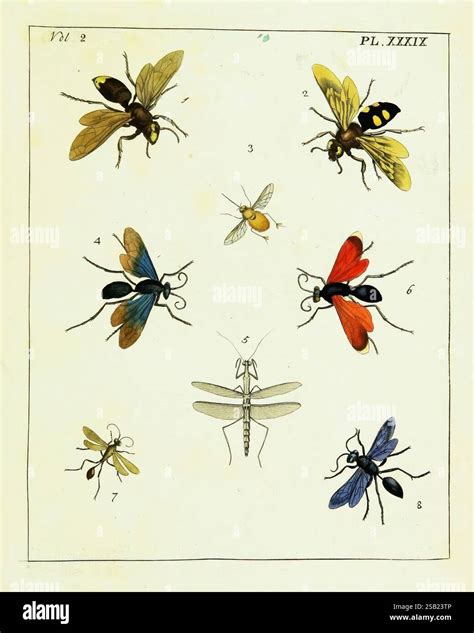 Illustration représentant un microscope et divers insectes